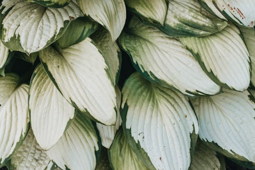 Transform Your Shady Garden: Top Plants and Design Tips for Vibrant Spaces