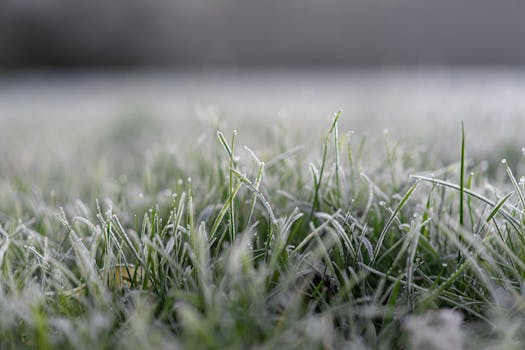 Winter Lawn Care Secrets: Protect and Enhance Your Grass in Cold Months