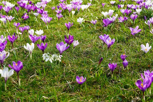 Thriving Czech Flower Beds: Best Plants for Every Season & Climate