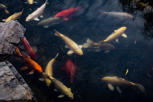 Beginner's Guide to Garden Pond Care: Maintenance Tips & Tricks