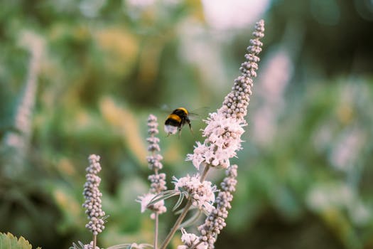 Boost Your Garden's Buzz: Top Plants to Attract Bees & Pollinators
