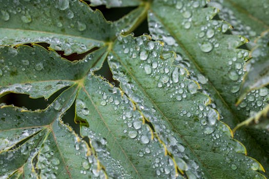 Save Water & Boost Growth: Ultimate Guide to Using Rainwater in Gardens