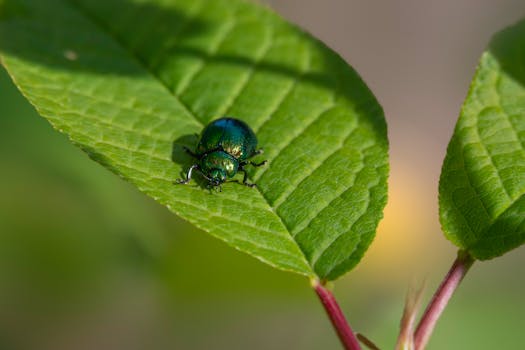 Eco-Friendly Garden Pest Control: Safe, Effective Strategies