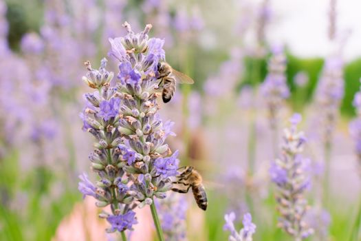 Create a Pollinator Paradise: Designing Gardens for Bees and Butterflies