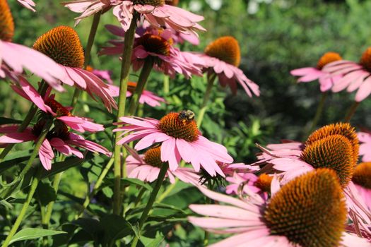 Attract Pollinators: Advanced Guide to Designing Enriching Gardens