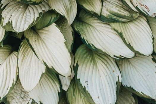 Transform Your Garden: Best Plants and Tips for Thriving Shady Spaces