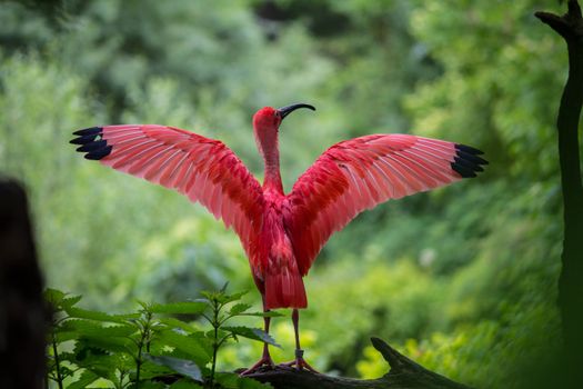 Transform Your Garden into a Bird Paradise: Ultimate Guide to Bird Sanctuaries
