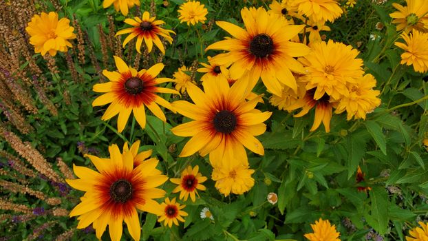 Perennial Garden Magic: Year-Round Color and Easy Care Tips